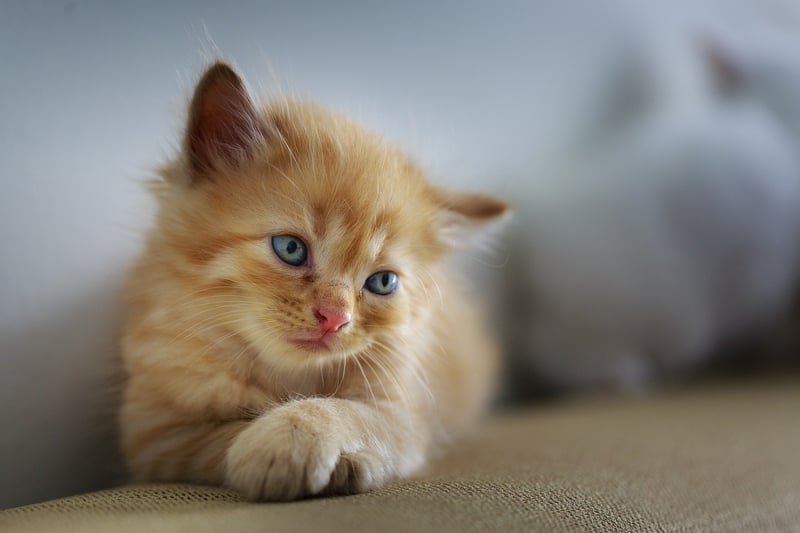 Playful Sweets